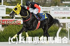 予定馬写真