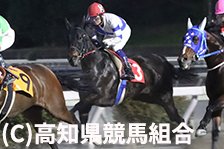 予定馬写真
