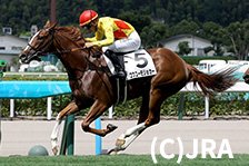 予定馬写真