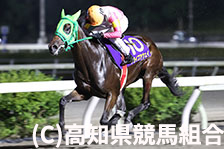 予定馬写真