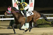 予定馬写真