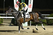 予定馬写真