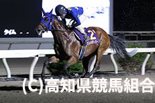 予定馬写真