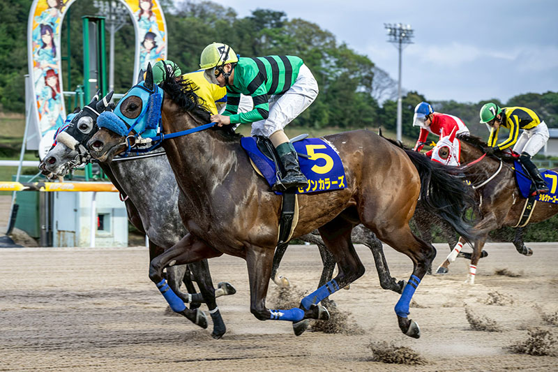 競馬パネル：トウショウボーイ「1977年 第7回高松宮杯」※カラー直線