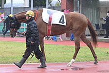 予定馬写真