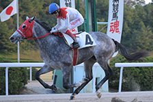 予定馬写真