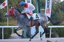 予定馬写真