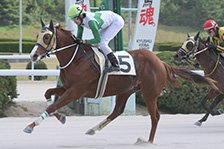 予定馬写真
