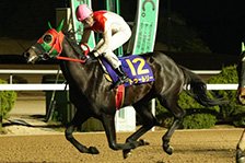 予定馬写真
