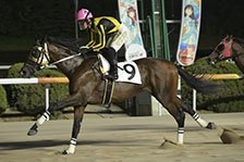 予定馬写真