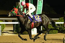 予定馬写真