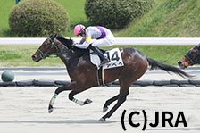 予定馬写真