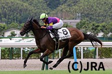 予定馬写真