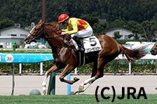 予定馬写真