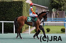 予定馬写真