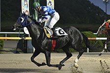 予定馬写真