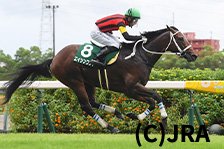 予定馬写真