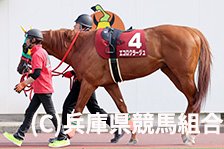 予定馬写真