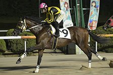 予定馬写真