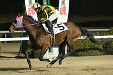 予定馬写真
