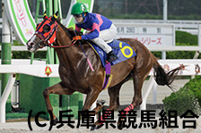 予定馬写真