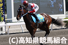 予定馬写真
