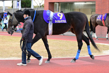 予定馬写真
