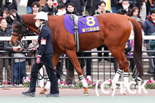 予定馬写真
