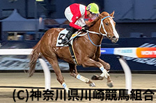 予定馬写真