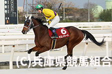 予定馬写真