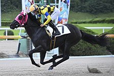 予定馬写真