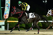 予定馬写真