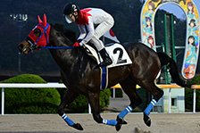 予定馬写真