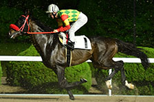 予定馬写真