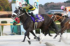 予定馬写真