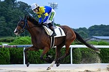 シトリンテソーロ