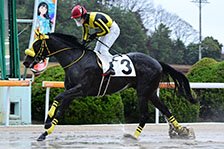 ニシノガウェイン